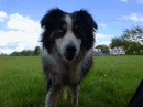 Lesser-spotted-odd-eyed-collie of the border type.